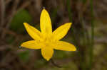 Fringed yellow star-grass